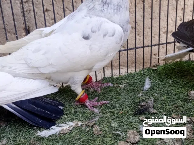 10 فحول بالصلاه عالنبي