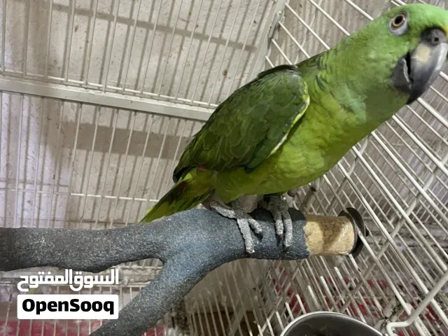 ببغاء أمازون يلو ناب مطلوب 22000 الف  تواصل على واتساب