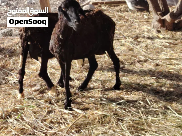 جعد عمانيات