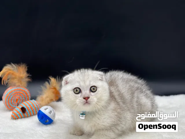 كيتن سكوتش فولد سيلفر