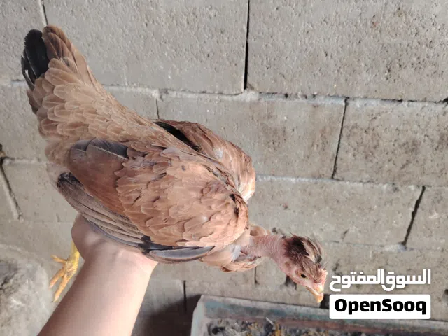 متاح 2 دجاجات لون رماني