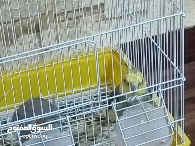 بسم الله الرحمن الرحيم يوجد جوز كوكتيل للبيع والذكر الأنثى حبشي والذكر أليف جدًا