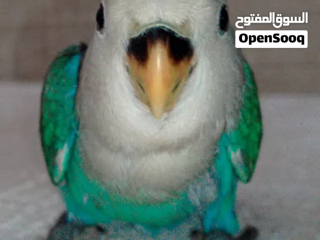 سلام عليكم . للبيع او تبديل