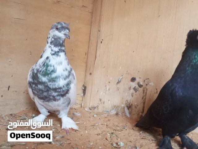 كوبيه تاكلا جمه وشوشه وجمه