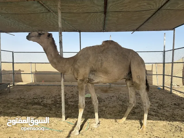 فحل العمر سنه ثانيه ف زمول