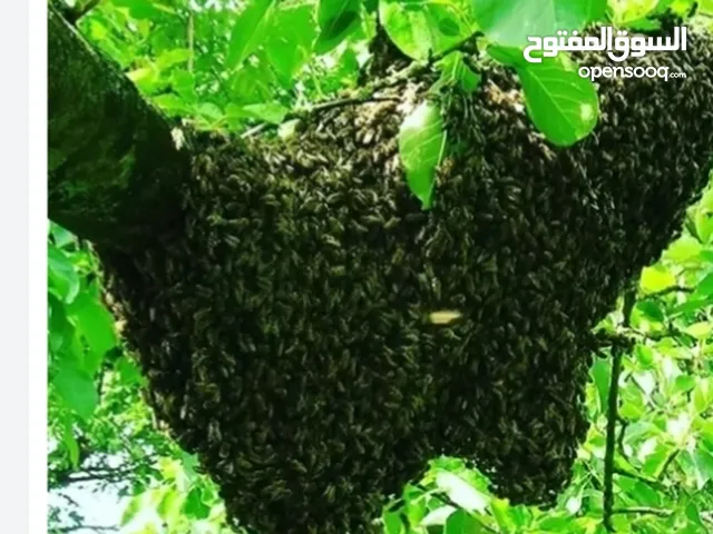 للعسل البري خصائص علاجية. نقدم لكم جميع أنواع العسل: عسل الأشجار، والصخري، والقمم، والصحراوي، والجبل