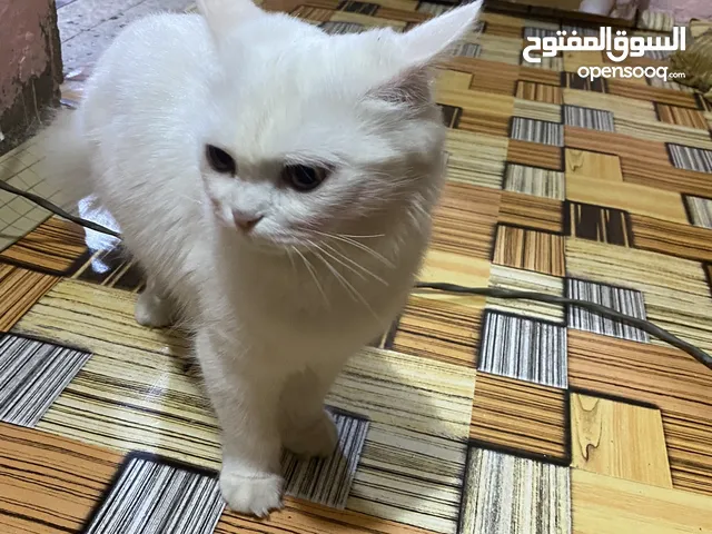 قططه شيرازيه مع اطفالها عدد3 للتبني