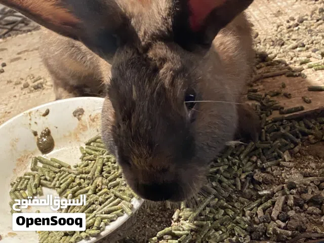 ارانب للبيع