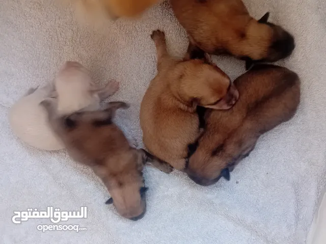 كلبه تيرير للبيع مع اولادها