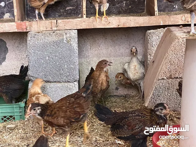 دجاج عماني محلي (ذكور و إناث) بريال ونصف للحبة