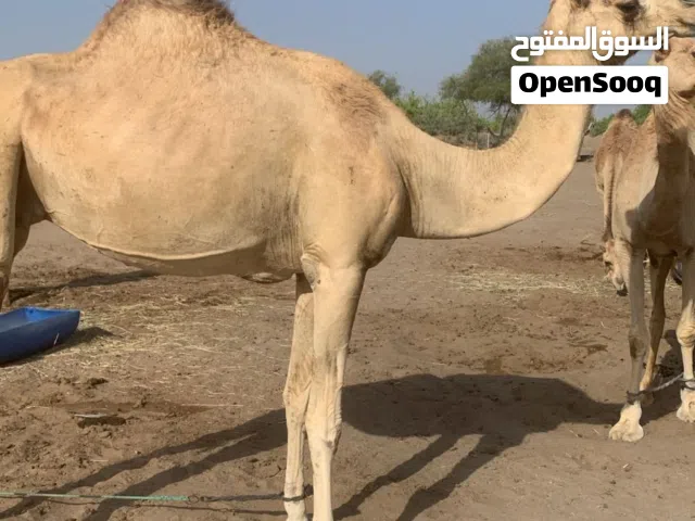ناقه مهجنه