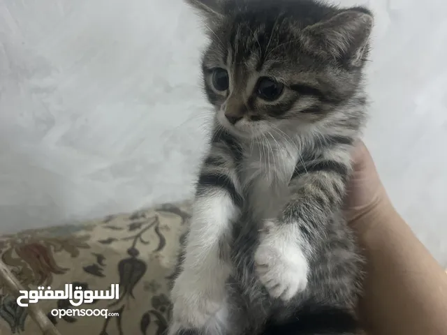 قطط للتبني كيتن