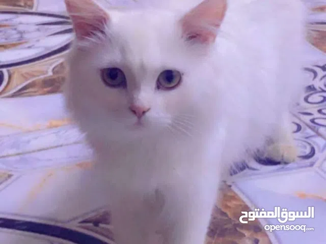 هملايا وشيرازي