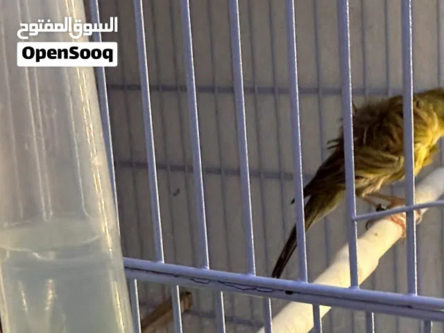 جواز كنار نخب للبيع بسعر مناسب انشالله الله يبارك لصاحب النصيب يارب