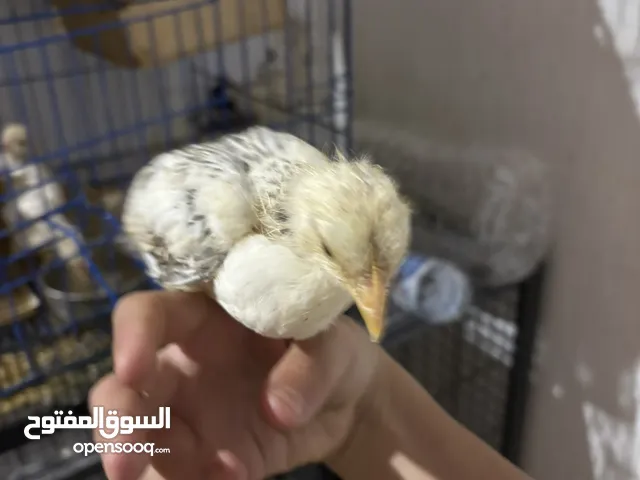 كتكوت للبيع اللون الله يبارك -وتقدر تساوم فيها