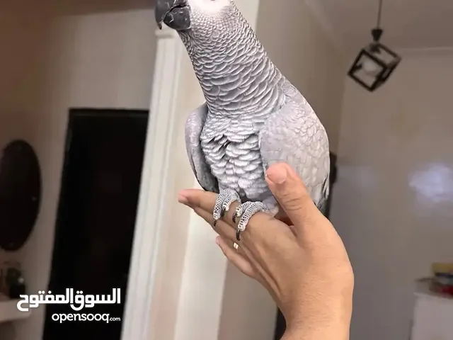 مطلوب كاسكو للشراء بسعر مناسب