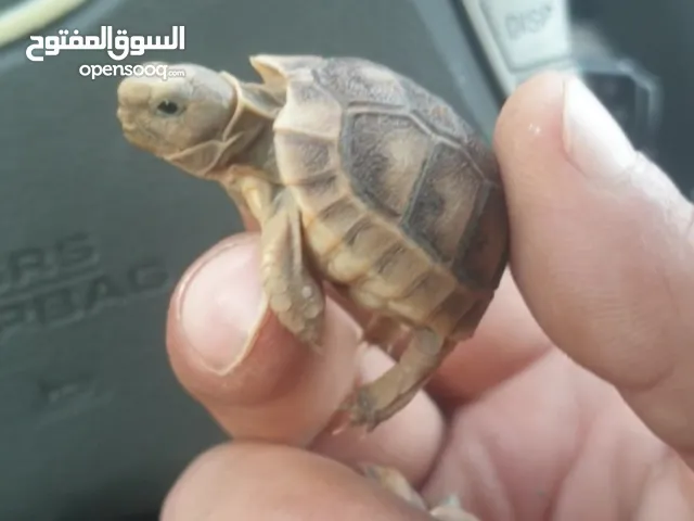 سلحوفه بيبي وازواج ذكر وانثى للبيع تواصل واتس اب