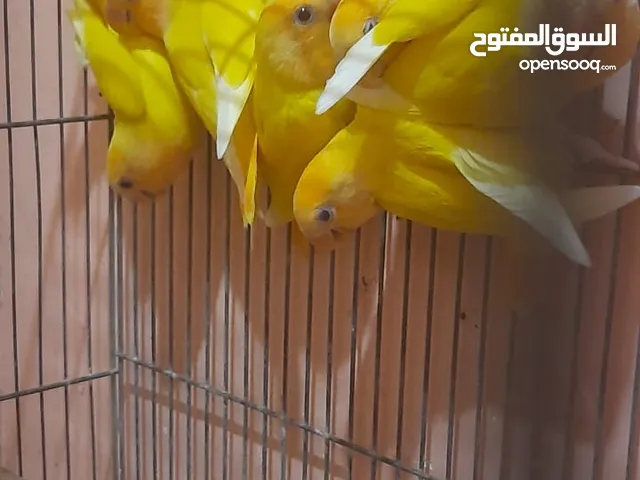 كوكتيل لاتيني بريل و قص روز لاتيني و كريمي