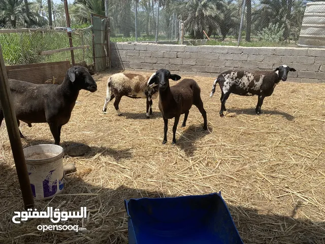 البيع جعد دوبر مع الفحل العدد 4