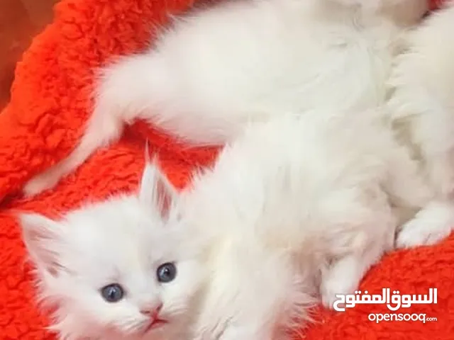 قطط صغيره لون ابيض