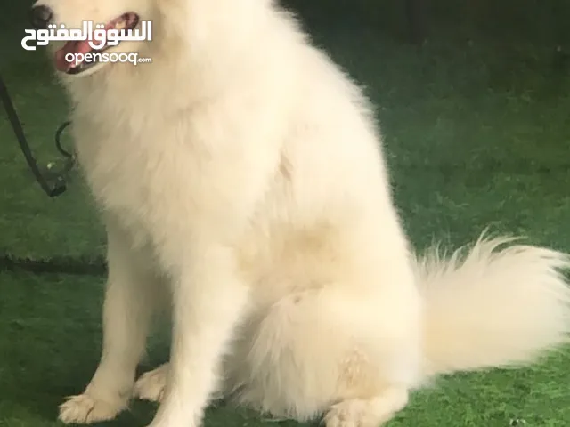 كلب سامويد العمر سنتين النوع انثي