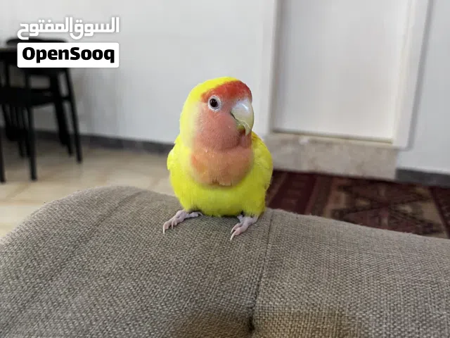 طير لاف بيرد للبيع
