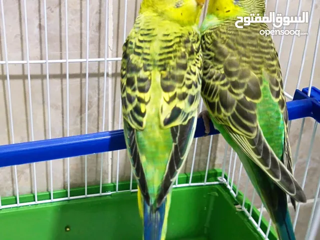 جوزين طيور حب كل جوز بقفص جديد