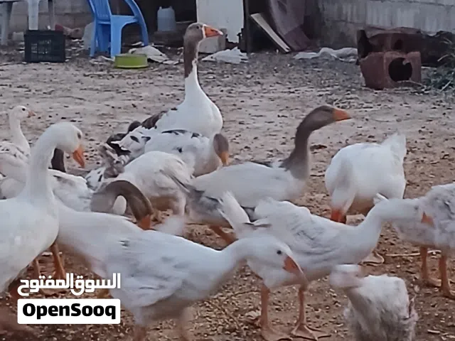 عشر وزات عمر 3 شهور