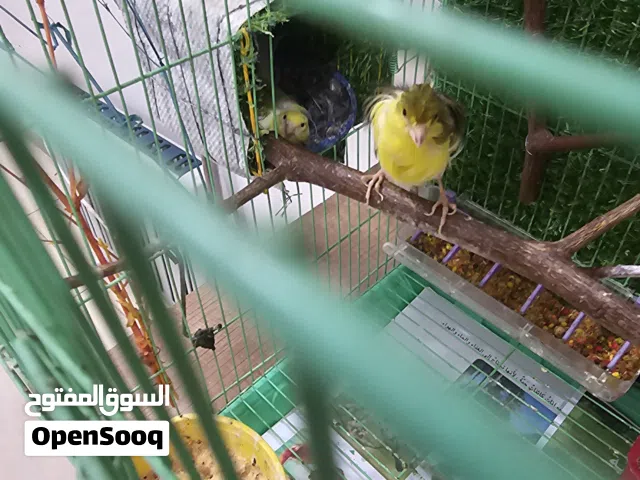 زوج كناري بزارات