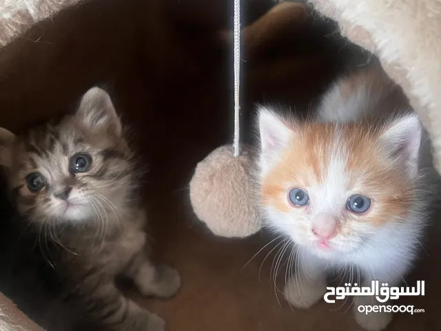 Kittens Mix, Shirazy/Ragdoll/Turkish قطط مكس شيرازي تركش و راجدول