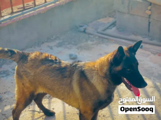عندي كلبه انتاء مالينو للبيع