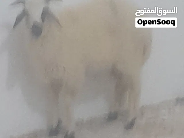 بيع مستعجل