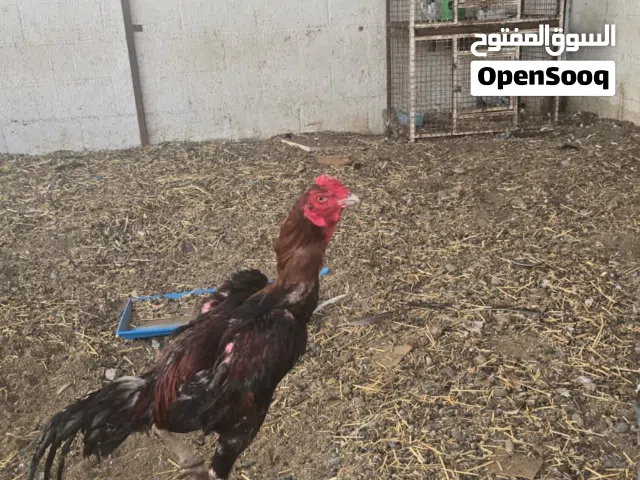 للبيع دياكه شامو