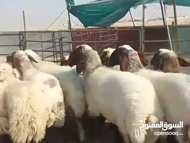 للبيع غنم العدد 22 الرقم