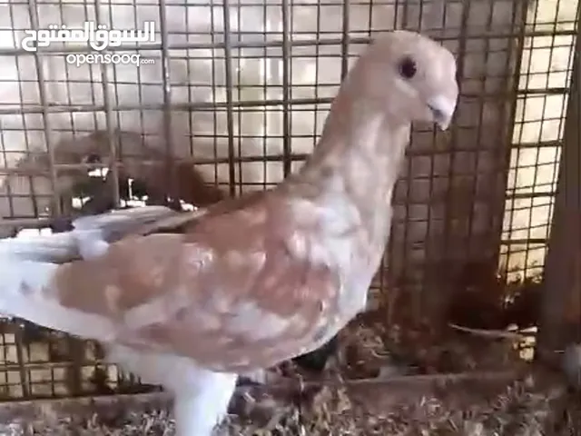 فراخ حمام بواقي للبيع