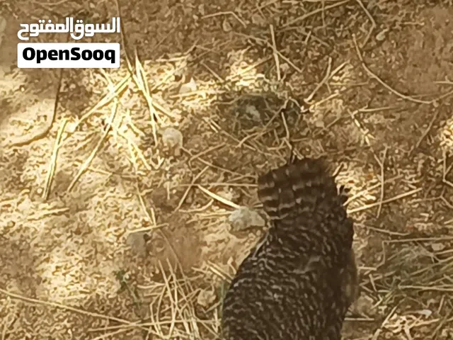 دجاجه تحتها ثمانيه كتاكيت