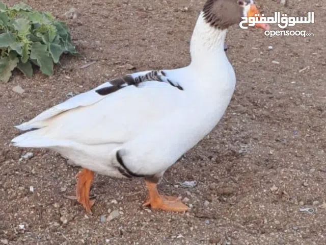 وز ذكر للبيع