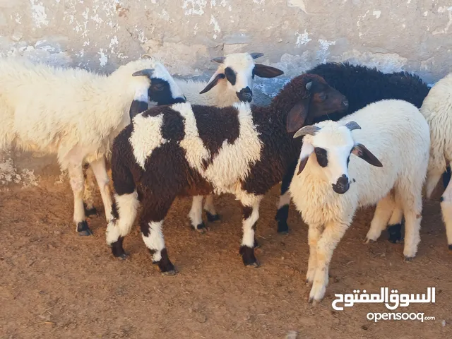 19خروف وطني دكر صافي عمر 3\4\5شهور الله يبارك خرفان عز ماتمقرس وتشد للعيد