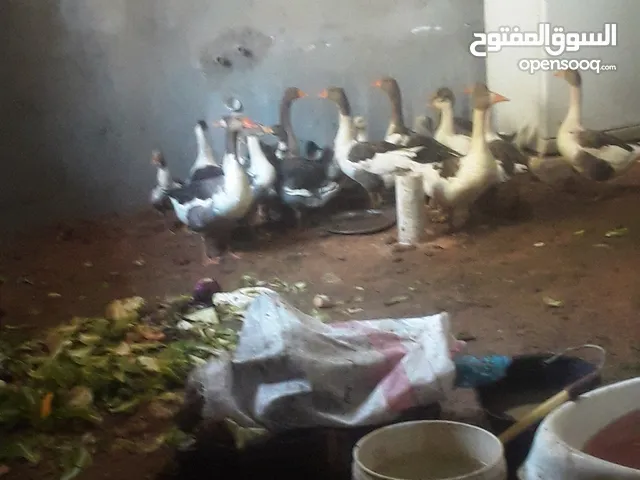 وز7انتي وذكر ومعهم صغار ممكن15 كبار
