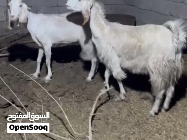 صخول مضاريع شرط بأسعار مناسبه