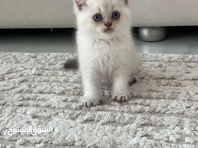 سكوتش فولد شورت هير ns1133 ذكر