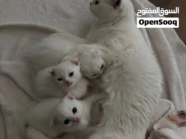 3 قطط سكوتش فولد هجين للحجز بعد ماينفطمون من امهم