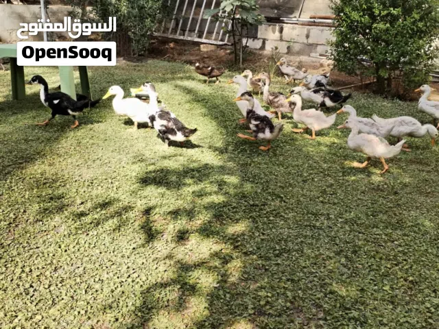 36 بطة  ذكور و اناث
