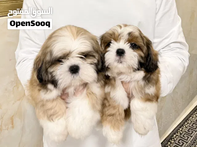 شدزوات بيور مستوى جميل في دبي، Shihtzu pure breed good quality in DXB Two and half months old