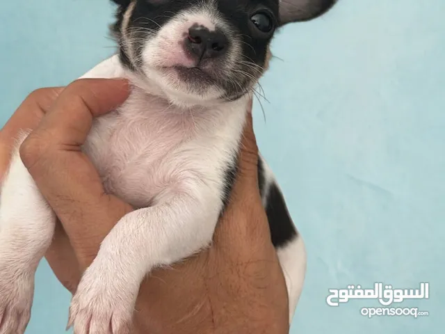 Meet Nala Timon & Pumba: Cute Chihuahuas looking for forever home!