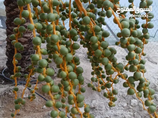 مطلوب كلب حراسه للتبني