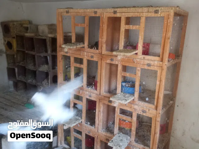 حمام هزاز نخب ابيض ولا ريشه
