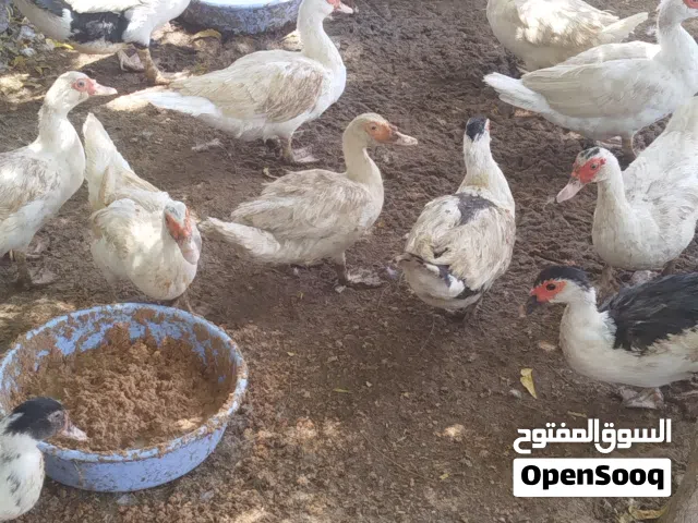 بط مصري منتج للبيع ...اقرا التفاصيل..
