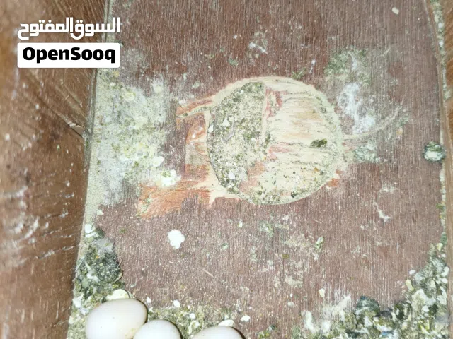 عصافير بقلينو رينبو ربي يبارك دكر ونثايا كوبيا ربي يبارك للبيع بي القفص