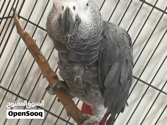 كاسكو دبل سوبر جامبو ، اقره التقاصيل